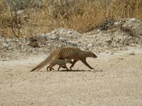 1156 Etosha-Nationalpark - Zebramangusten