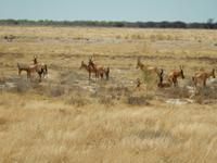 1157 Etosha-Nationalpark - Kuhantilopen