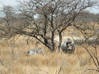 1173 Etosha-Nationalpark - Breitmaulnashorn