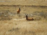 1158 Etosha-Nationalpark - Kuhantilopen