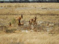 1159 Etosha-Nationalpark - Kuhantilopen