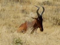 1160 Etosha-Nationalpark - Kuhantilopen