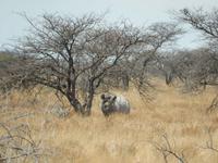 1171 Etosha-Nationalpark - Breitmaulnashorn