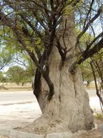 1174 Etosha-Nationalpark - Termitenhügel