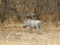 1175 Etosha-Nationalpark - Warzenschwein