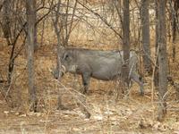 1176 Etosha-Nationalpark - Warzenschwein