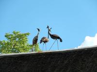 1183 Uris Safari Lodge bei Tsumeb