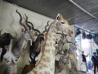 1225 Tierpräparation bei Windhoek