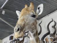 1226 Tierpräparation bei Windhoek