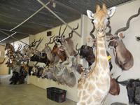 1227 Tierpräparation bei Windhoek