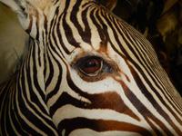 1228 Tierpräparation bei Windhoek