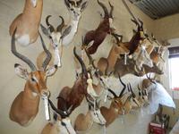 1229 Tierpräparation bei Windhoek