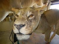 1230 Tierpräparation bei Windhoek