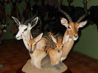 1233 Tierpräparation bei Windhoek