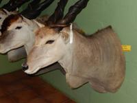 1234 Tierpräparation bei Windhoek