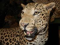 1235 Tierpräparation bei Windhoek