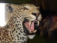 1236 Tierpräparation bei Windhoek