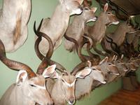 1237 Tierpräparation bei Windhoek