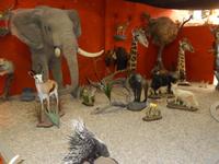 1238 Tierpräparation bei Windhoek