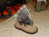 1239 Tierpräparation bei Windhoek