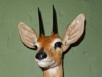 1240 Tierpräparation bei Windhoek