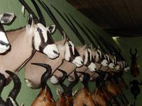 1241 Tierpräparation bei Windhoek