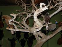 1242 Tierpräparation bei Windhoek