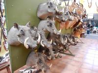 1243 Tierpräparation bei Windhoek