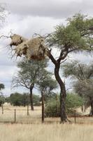 Nester der Vogelweber