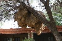 Vogelwebernester aus der Nähe