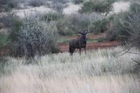 Pirschfahrt in der Kalahari Wüste