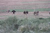 Strauße in der Kalahari