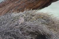 Webervogel beim Nestbau