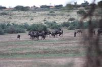 Pirschfahrt in der Kalahari Wüste