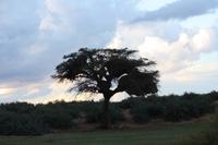 Pirschfahrt in der Kalahari Wüste