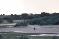 Pirschfahrt in der Kalahari Wüste