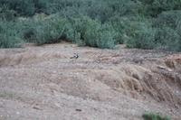 Pirschfahrt in der Kalahari Wüste