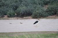 Pirschfahrt in der Kalahari Wüste