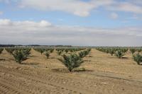 wir bekommen eine exklusive Führung auf der Dattelplantage