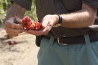 Frucht des Granatapfels