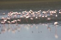 Pelikane in der Walvis Bay