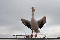 Schiffahrt in der Walvis Bay