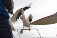 Schiffahrt in der Walvis Bay