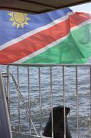 Besuch einer Robbe an Bord