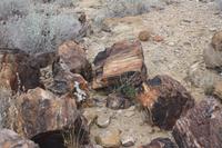 im versteinerten Wald