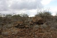 im versteinerten Wald