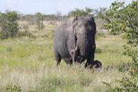 Etosha-Nationalpark