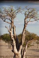 Etosha-Nationalpark