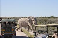 Etosha-Nationalpark
