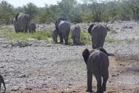 Etosha-Nationalpark
